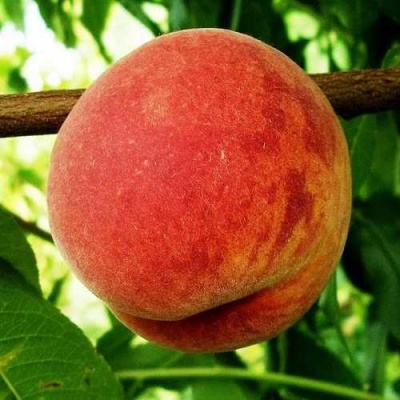 Персик ВАРДЕНИ в Нижнем Тагиле