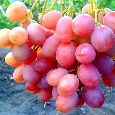 Виноград АНЮТА в Нижнем Тагиле