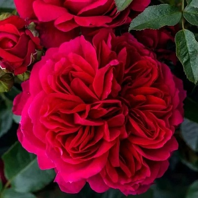 Роза СОУЛ шраб  в Нижнем Тагиле