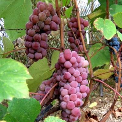 Виноград ЛЮСИЛЬ в Нижнем Тагиле