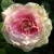 Роза ЦЕЗАРЬ плетистая в Нижнем Тагиле