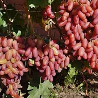Виноград ПРЕОБРАЖЕНИЕ в Нижнем Тагиле