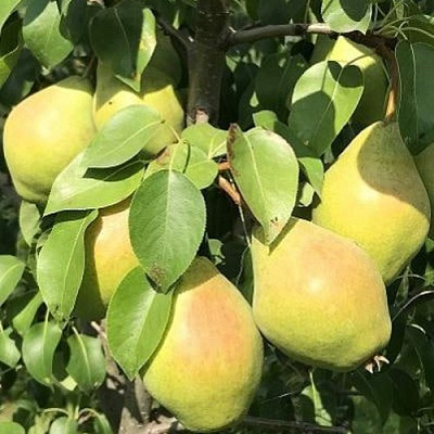 Груша СЕНТЯБРИНА (ДОБРЯНКА) в Нижнем Тагиле