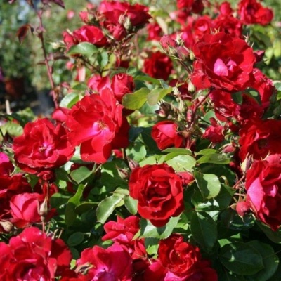 Роза ЧАМПЛЕЙН флорибунда в Нижнем Тагиле