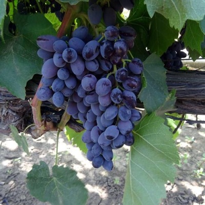 Виноград ЮПИТЕР в Нижнем Тагиле