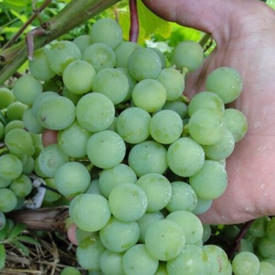 Виноград СУПАГА в Нижнем Тагиле