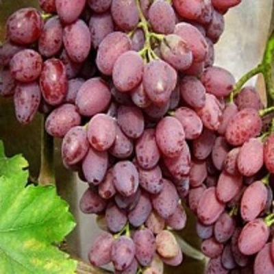 Виноград ПАМЯТИ СМИРНОВА в Нижнем Тагиле