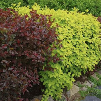 Калинолистный в Нижнем Тагиле