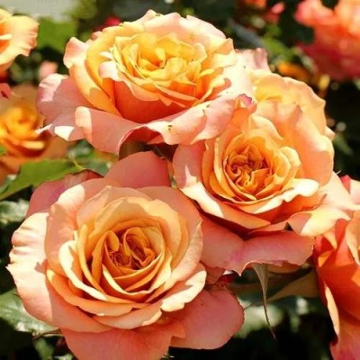 Роза ЛА ВИЛЛА КОТТА шраб  в Нижнем Тагиле