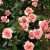 Роза ПОЭЗИЯ флорибунда в Нижнем Тагиле