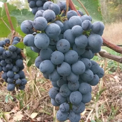 Виноград АГАТ ДОНСКОЙ в Нижнем Тагиле