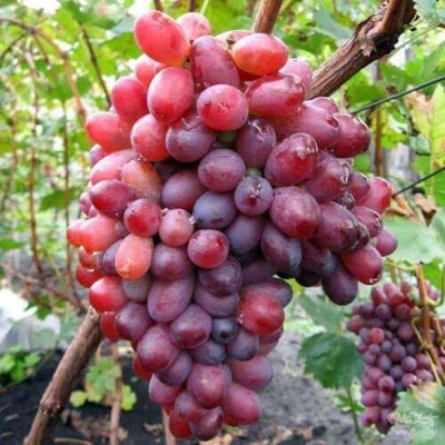 Виноград КРАСОТКА в Нижнем Тагиле