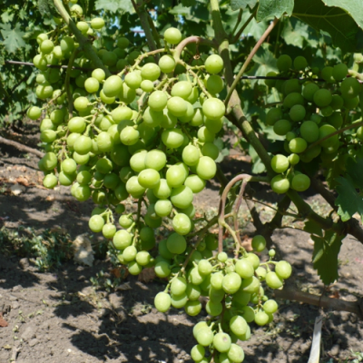 Виноград БАРС в Нижнем Тагиле