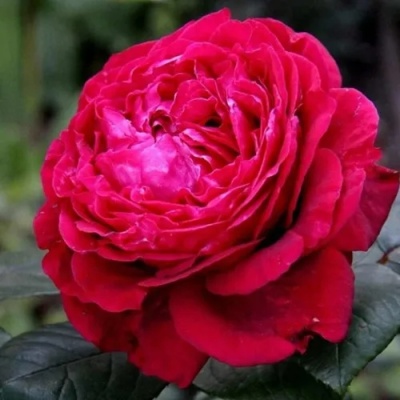 Роза 4 ВЕТРОВ флорибунда  в Нижнем Тагиле