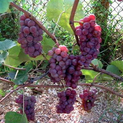 Виноград ЛЮСИЛЬ в Нижнем Тагиле