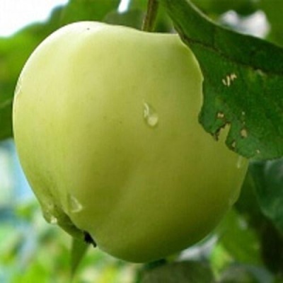Яблоня ПАПИРОВКА в Нижнем Тагиле