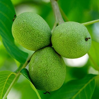 Орехи в Нижнем Тагиле