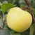 Яблоня МЕДОК колонновидная в Нижнем Тагиле
