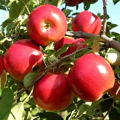 Яблоня МОДИ в Нижнем Тагиле
