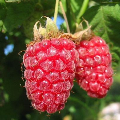 Крупная в Нижнем Тагиле