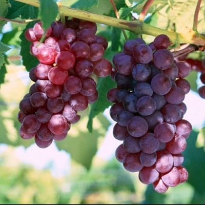 Виноград ЭЛЕГИЯ в Нижнем Тагиле
