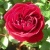 Роза ИЗАБЕЛЬ РЕНЕССАНС шраб в Нижнем Тагиле