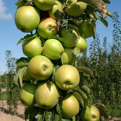 Яблоня БОЛЕРО колонновидная в Нижнем Тагиле