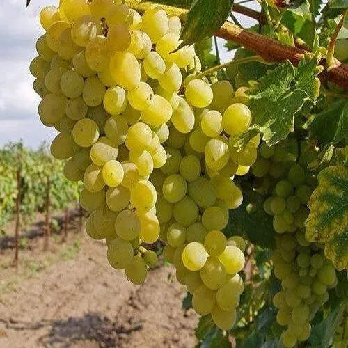 Виноград КРАСА СЕВЕРА в Нижнем Тагиле