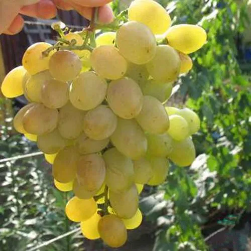 Виноград ЯНТАРЬ в Нижнем Тагиле