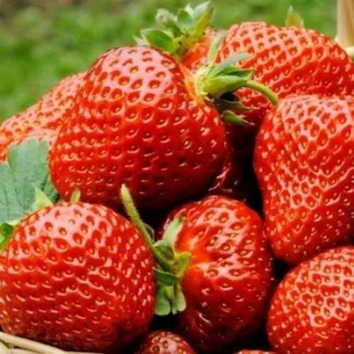 Клубника ФЛОРЕНС в Нижнем Тагиле