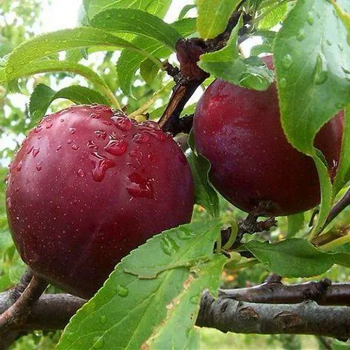 Слива КЛЕОПАТРА в Нижнем Тагиле