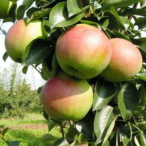 Груша КУПАЛА в Нижнем Тагиле