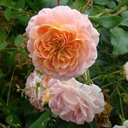 Роза ПОЛЬКА плетистая в Нижнем Тагиле