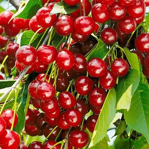 Вишня БРУСНИЦЫНА степная в Нижнем Тагиле