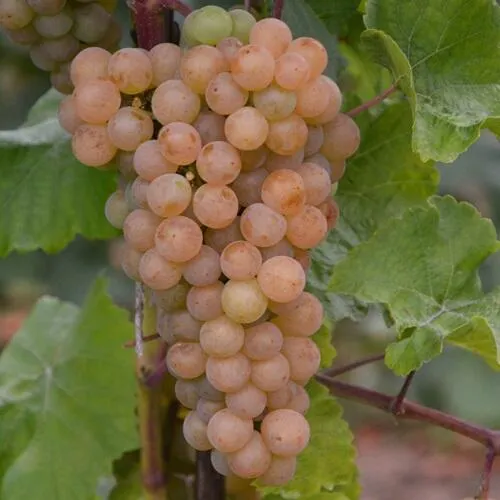 Виноград ПЛАТОВСКИЙ в Нижнем Тагиле