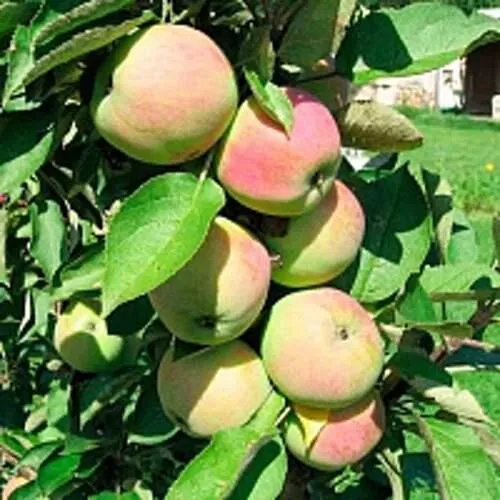 Яблоня ПРЕЗИДЕНТ колонновидная в Нижнем Тагиле