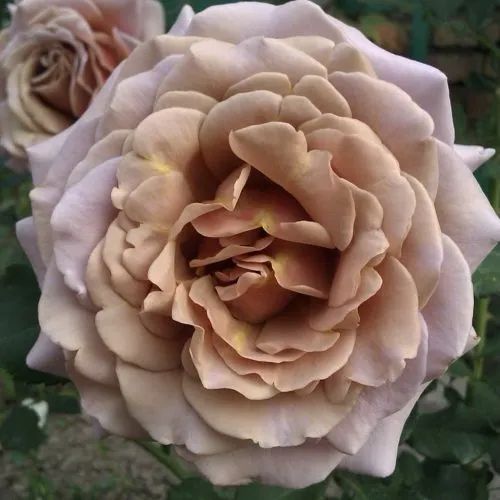 Роза КОКО ЛОКО флорибунда  в Нижнем Тагиле