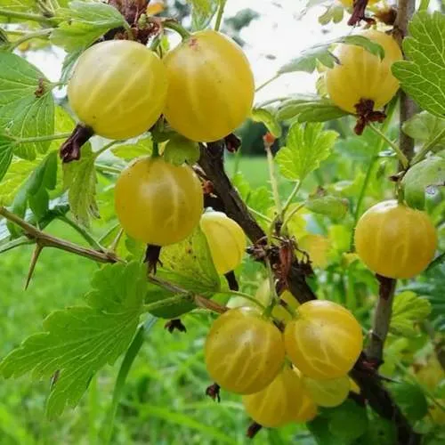 Крыжовник АЛТАЙСКИЙ в Нижнем Тагиле