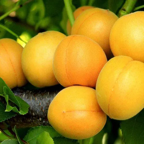 Абрикос ЦАРСКИЙ в Нижнем Тагиле
