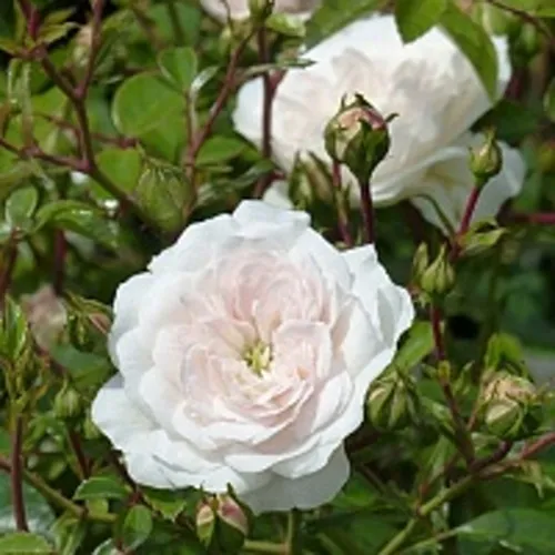 Роза СВАНИ почвопокровная в Нижнем Тагиле